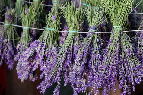 when to harvest lavender flowers: Delving into the Nuances of Timing and Techniques for Optimal Bloom